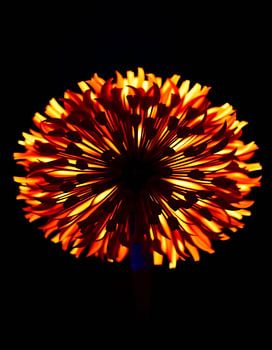 « Ember Allium XI »