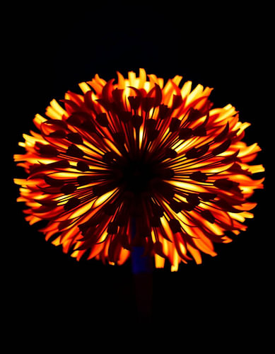 „Ember Allium XI“