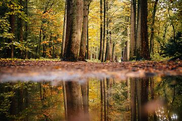 Herfst reflectie in een plas in het bos. van Peter Haastrecht, van