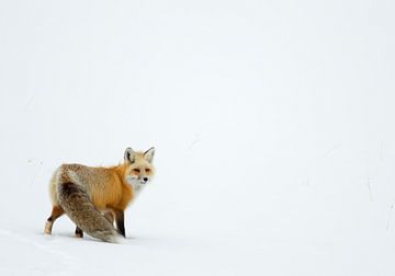 Vos (Vulpes vulpes) staand in de sneeuw van AGAMI Photo Agency