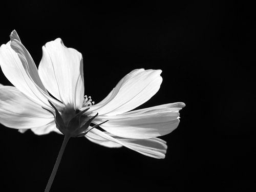 Cosmea in zwart wit
