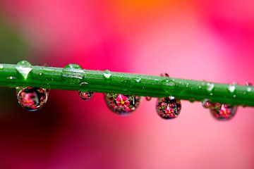 waterworld...flowers in drops