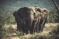 Un groupe d'éléphants. par Niels Jaeqx Aperçu