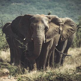 Group of Elephants. by Niels Jaeqx