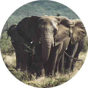 Groep Olifanten. van Niels Jaeqx