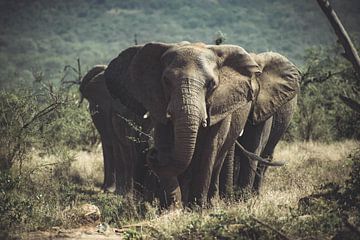 Eine Gruppe von Elefanten. von Niels Jaeqx