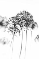 Blumen, Allium, Zwiebelzwiebeln