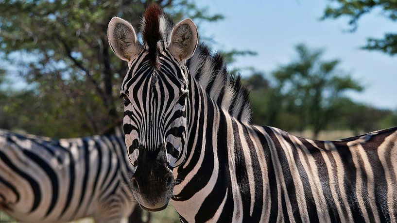 Striped zebra in Etosha by Timon Schneider