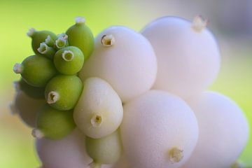 Grappe de baies blanches et vertes sur Jolanda de Jong-Jansen