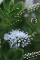 white hebe