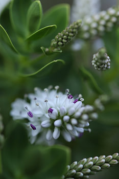 witte Hebe