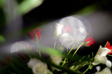 Rode en witte rozen