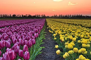 Tulip field at sunset by John Leeninga