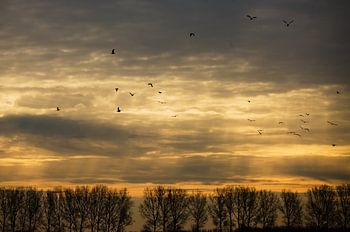 Morgensonne mit Vögeln