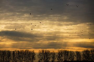 Ochtenzon met vogels van Clint Steegman