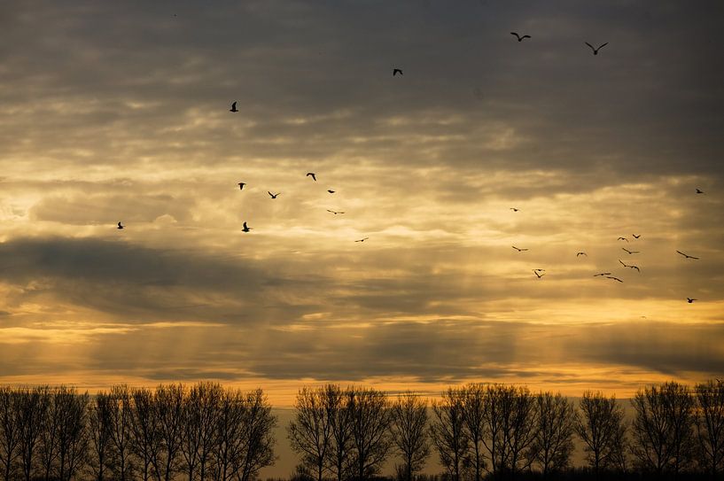 Soleil du matin avec des oiseaux par Clint Steegman