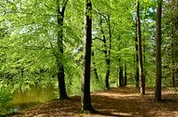 Beech forest with lake