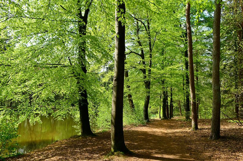 Beech forest with lake by Corinne Welp