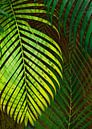 TROPICAL GREENERY LEAVES no10 von Pia Schneider Miniaturansicht