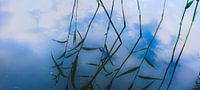 blauw
