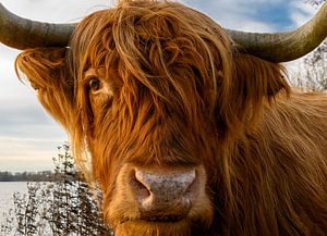 Nahaufnahme Schottischer Highlander