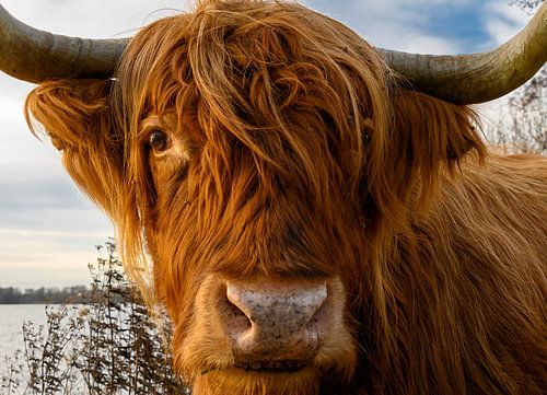 Close-up Schotse Hooglander