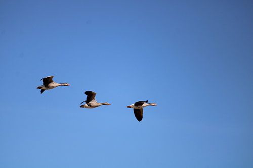 Trois en bleu