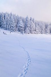 Langlaufrunde bei bestem Kaiserwetter im verschneiten Thüringer Wald bei Floh-Seligenthal - Thüringen - Deutschland von Oliver Hlavaty