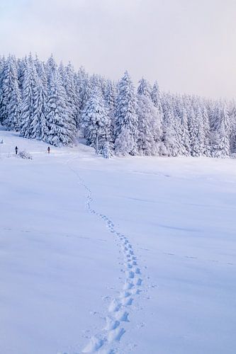 Langlaufen in het besneeuwde Thüringer Woud bij Floh-Seligenthal - Thüringen - Duitsland