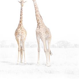 Two giraffes in a quiet savannah by GoodMoodPhotos