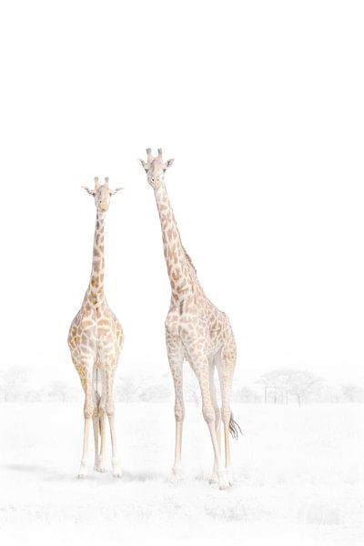 Twee giraffen in een rustige savanne van GoodMoodPhotos