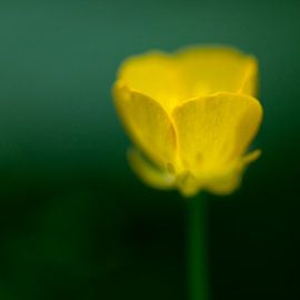 Abstract yellow Forest Buttercup flower