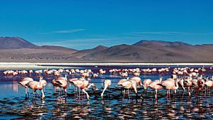 Die Flamingos der Laguna Colorada