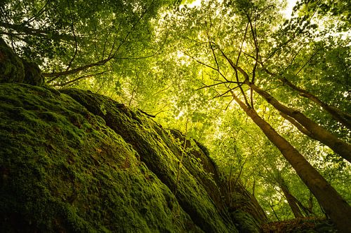 In der Drachenschlucht