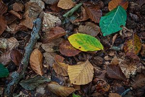 Speulderbos, Gelderland, Niederlande 23. Oktober 2019 : Herbstblätter im Wald