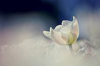 tulip heaven  von Els Fonteine Miniaturansicht