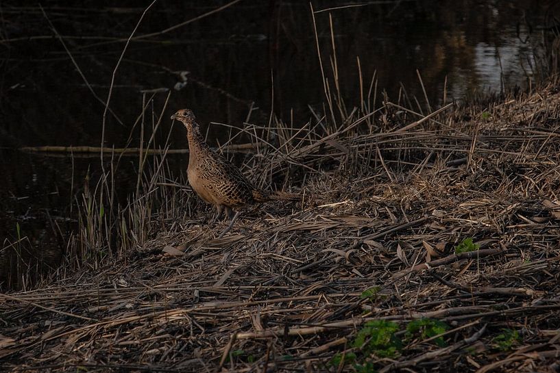 pheasant in the verge by Eric van Nieuwland