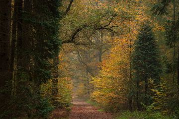 Bospad in de herfst in Nederland van René Jonkhout