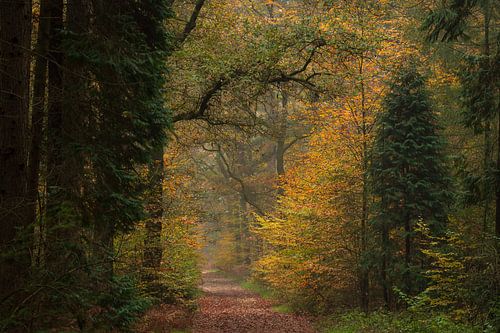 Forest trail in autumn in the Netherlands