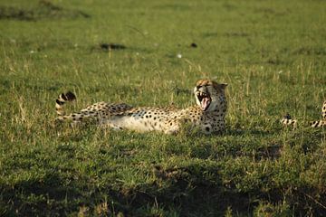 cheetah by Laurence Van Hoeck