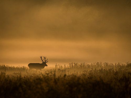Edelhert bij ochtendgloren