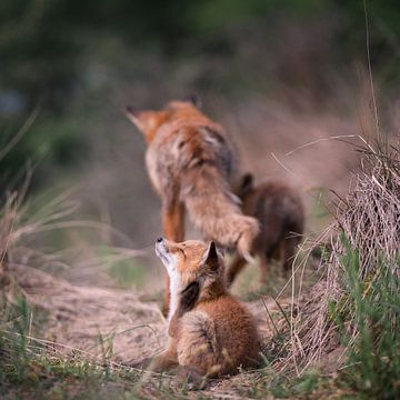 Jonge vos krapt aan zijn oor. van Jolanda Aalbers