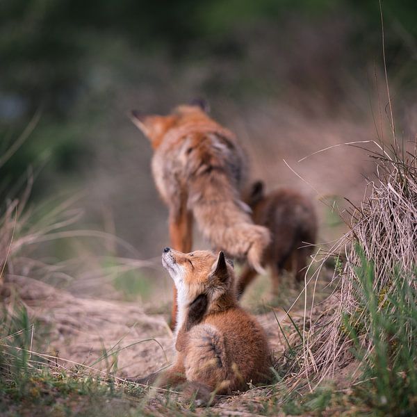 Young fox scratches his ear. by Jolanda Aalbers