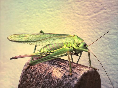 WARZENBEISSER von FluMiSign