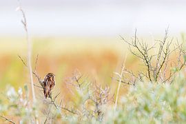 Reed bunting (Emberiza schoeniclus)