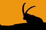 ibex by Petra Vastenburg thumbnail