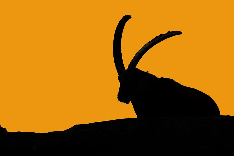 ibex by Petra Vastenburg