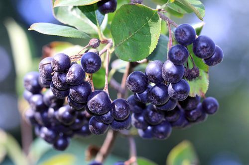 L'Aronia bleue comestible ou aronia en automne. 