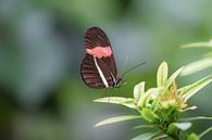 Braun mit rotem Schmetterling auf grünem Busch von Kim de Been Miniaturansicht