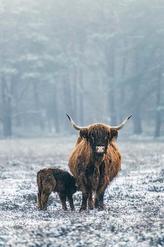 Portret van een Schotse Hooglander met kalf in de sneeuw